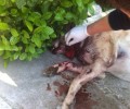 Νέα Ιωνία Αττικής: Μαχαίρωσε τον σκύλο στον λαιμό και τον σκότωσε